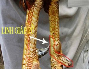 vảy gà quý