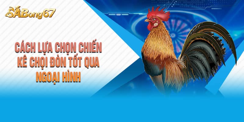 Cách lựa chọn chiến kê chọi đòn tốt qua ngoại hình Cách lựa chọn chiến kê chọi đòn tốt qua ngoại hình